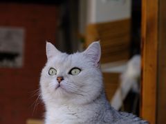 -喵屿·大理花园猫咖