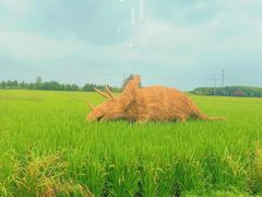 -嘉北郊野公园