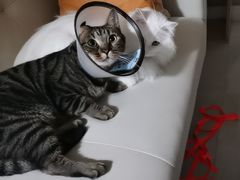 -喜多萌中农锦绣动物医院24H·猫科·牙科MRI·CT