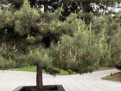 -秦始皇帝陵博物院-丽山园