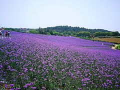 -大塘金香草谷