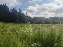 -武陵山森林公园