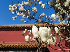 -北京市劳动人民文化宫(太庙)