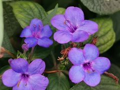 -陈李济中药博物馆