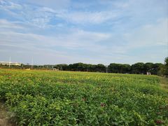-苏州太湖西山岛开心农场