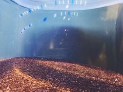 -甜心闲生传统手工冰粉(奎星楼店)
