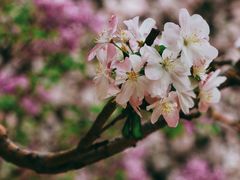 -海棠花溪(元大都城垣遗址公园)