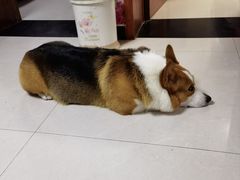 -宠福鑫康馨动物医院·骨科·眼科