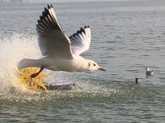 -滇池海埂公园