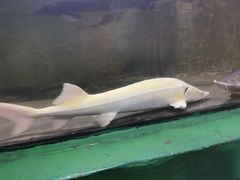 -东方巨龟苑景区