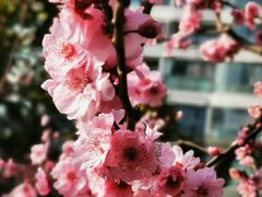 -上海港国际客运中心