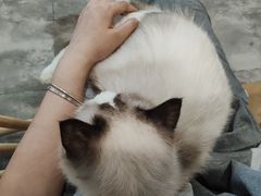 -楼上猫咖(罗湖店)