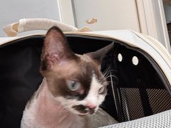 -瑞派·关忠动物医院猫科外科·异宠·24小时转诊中心(祥云店)