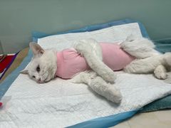 -纳吉亚猫专科动物医院博雅分院