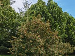 -北京西山国家森林公园