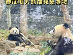 -都江堰中华大熊猫苑