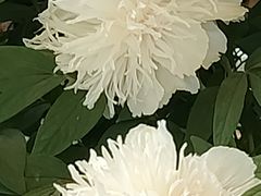 -洛阳市隋唐城遗址植物园