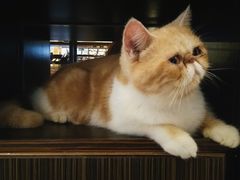 -more than meow吴止猫主题餐厅(承德 中船汇店)