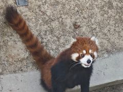 -青藏高原野生动物园