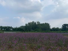 -北京东方普罗旺斯薰衣草庄园
