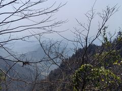 -天目山大树王景区