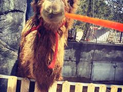 -泉州海丝野生动物世界