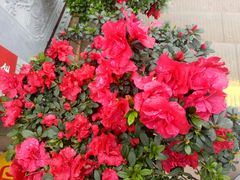 -楠柏弯休闲山庄(梨花溪店)