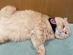 -CAT’S MEWSTAR CAFE·喵星球猫屋(晴湾咖啡店)