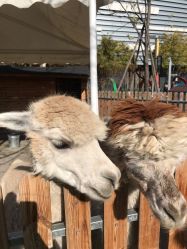 -萌宠亲子动物乐园(槐房万达店)