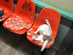 -宝旺姜母鸭(顶澳仔猫街店)