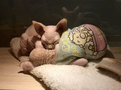 -BABIT巴比特宠物(MOMOPARK店)