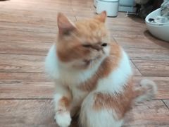 -more than meow吴止猫主题餐厅(承德 中船汇店)