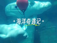 -海合安武汉极地海洋公园