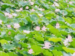 -荔湾湖公园