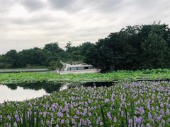 -白鹭湾湿地公园