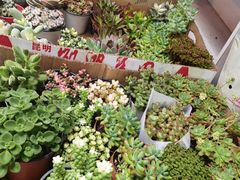 -循礼门鲜花花市(武汉循礼门店)