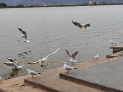 -西昌邛海湿地