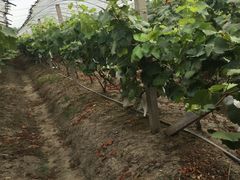 -马陆小张葡萄园农家乐