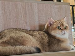 -藏猫猫咖啡主题馆(中央大道店)