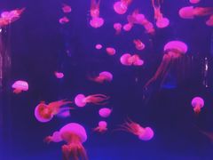 -左海海底世界