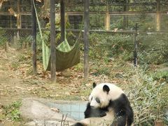 -成都动物园