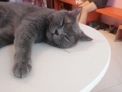 -我爱猫咪·猫咖·狗咖·安哥拉兔·羊驼咖(小寨华旗店)