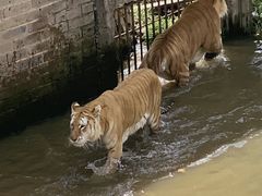 -西霞口神雕山野生动物世界