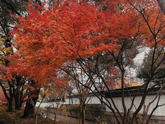 -秋霞圃