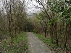-六合国家地质公园桂子山景区