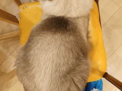-Let's go狗咖·猫咖·奶狗·桌游(春熙路IFS店)