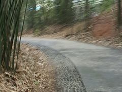 -成都大熊猫繁育研究基地