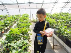 -甜心庄园·甜心草莓采摘园(西青中北店)