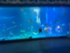 -烟台海昌鲸鲨海洋公园