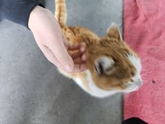 -伊犁云海特色拌面